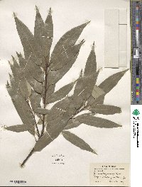 Quercus myrsinifolia image