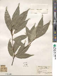 Quercus myrsinifolia image