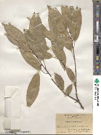 Quercus myrsinifolia image