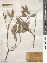 Quercus myrsinifolia image