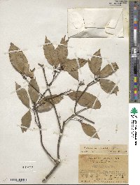 Quercus myrsinifolia image