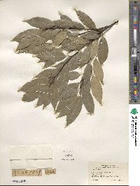 Quercus myrsinifolia image