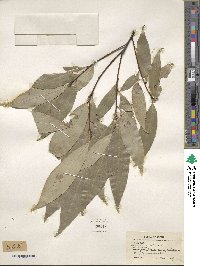 Quercus myrsinifolia image