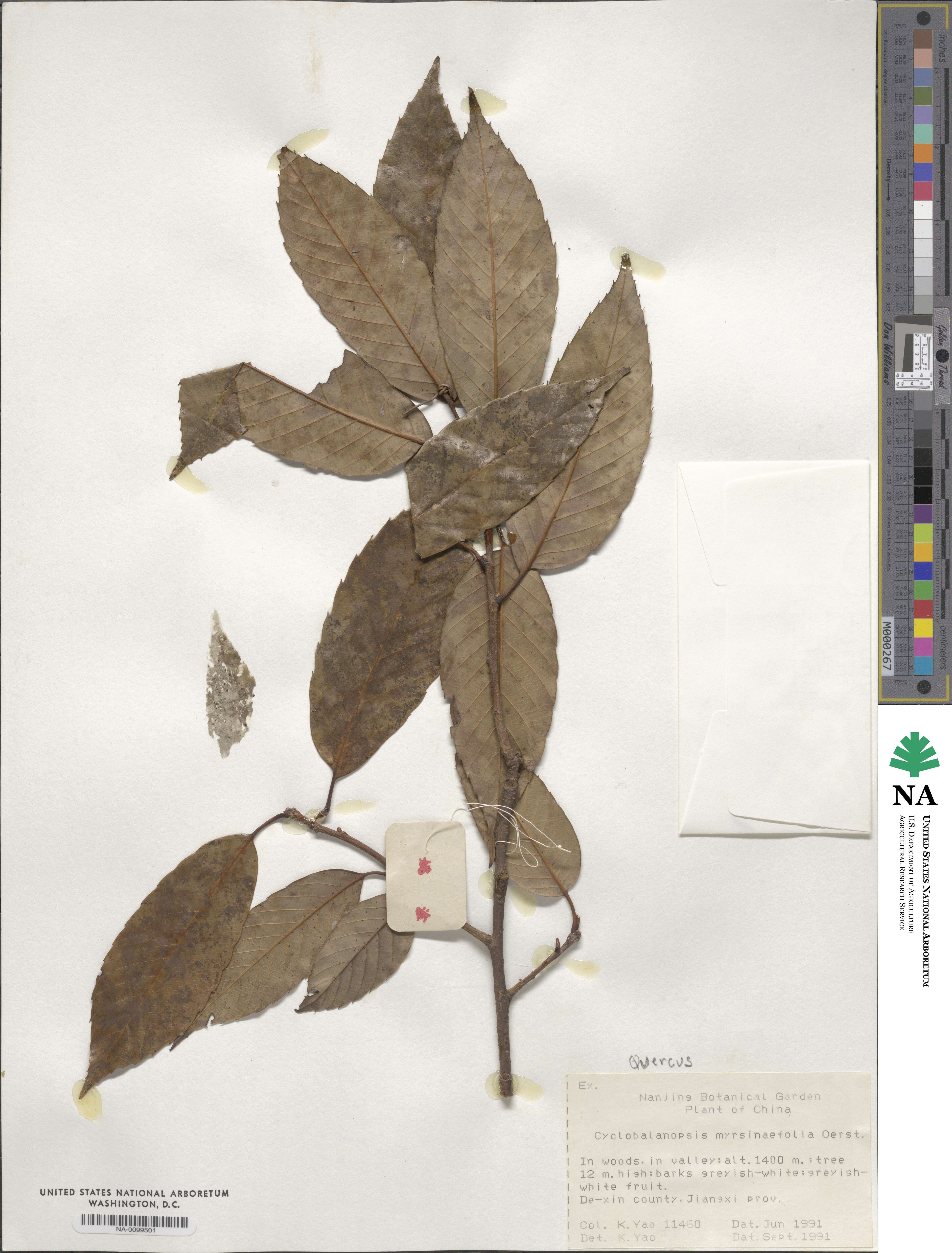 Quercus myrsinifolia image