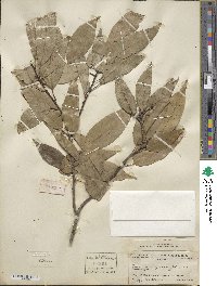 Quercus myrsinifolia image