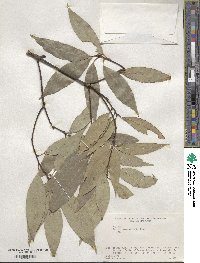 Quercus myrsinifolia image