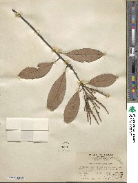 Lithocarpus silvicolarum image