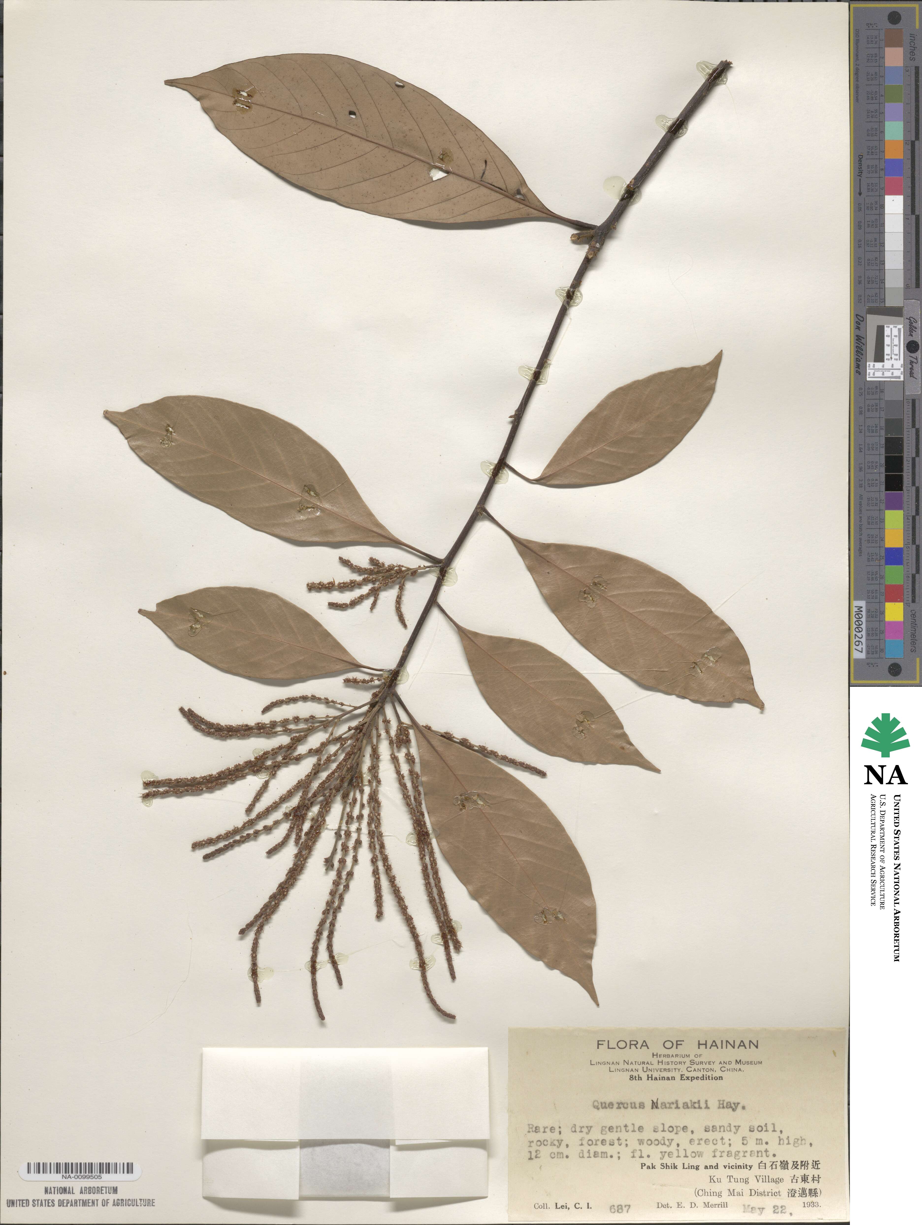 Lithocarpus silvicolarum image