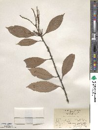 Lithocarpus silvicolarum image