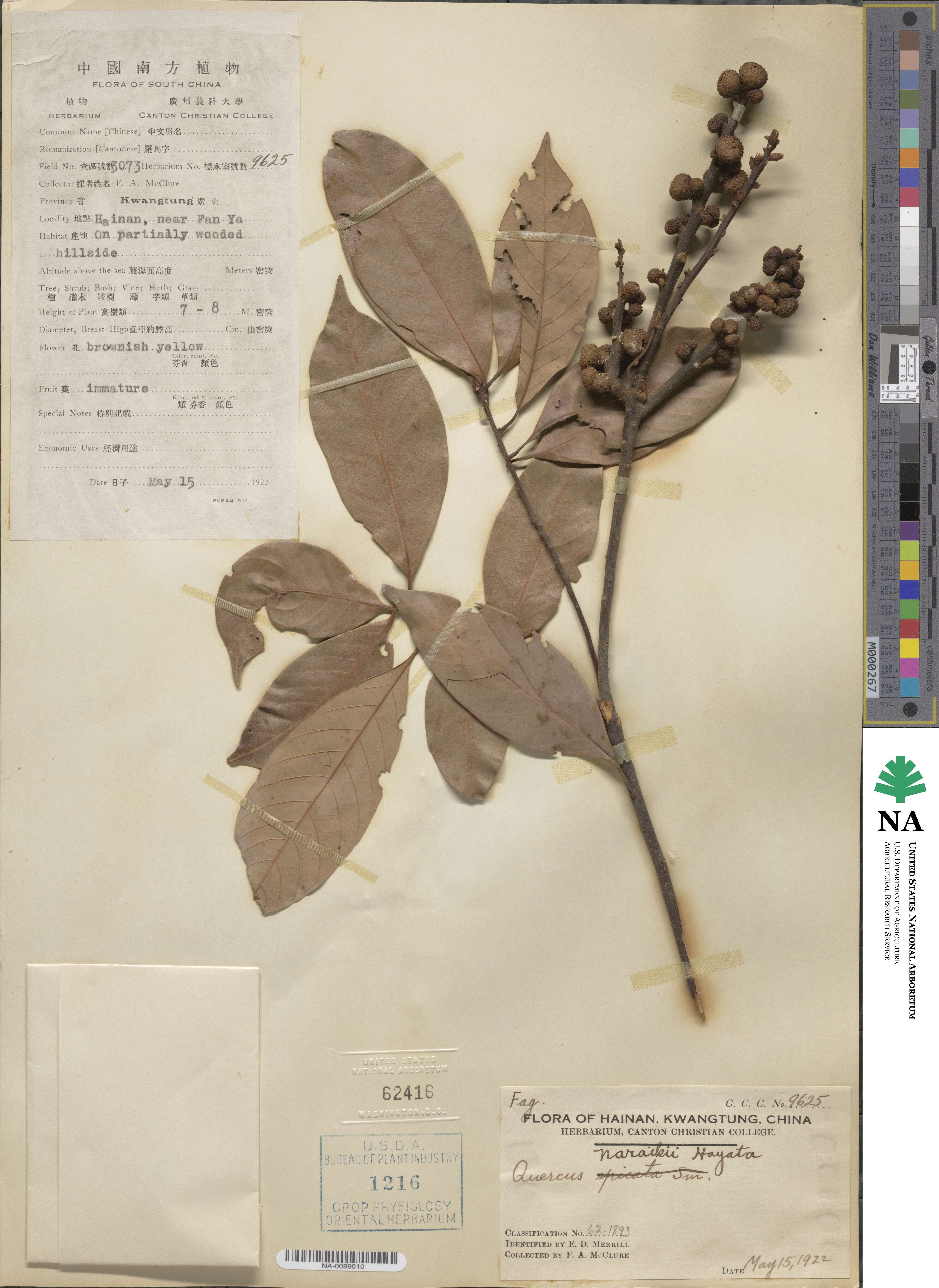 Lithocarpus image