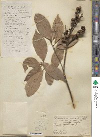 Lithocarpus silvicolarum image