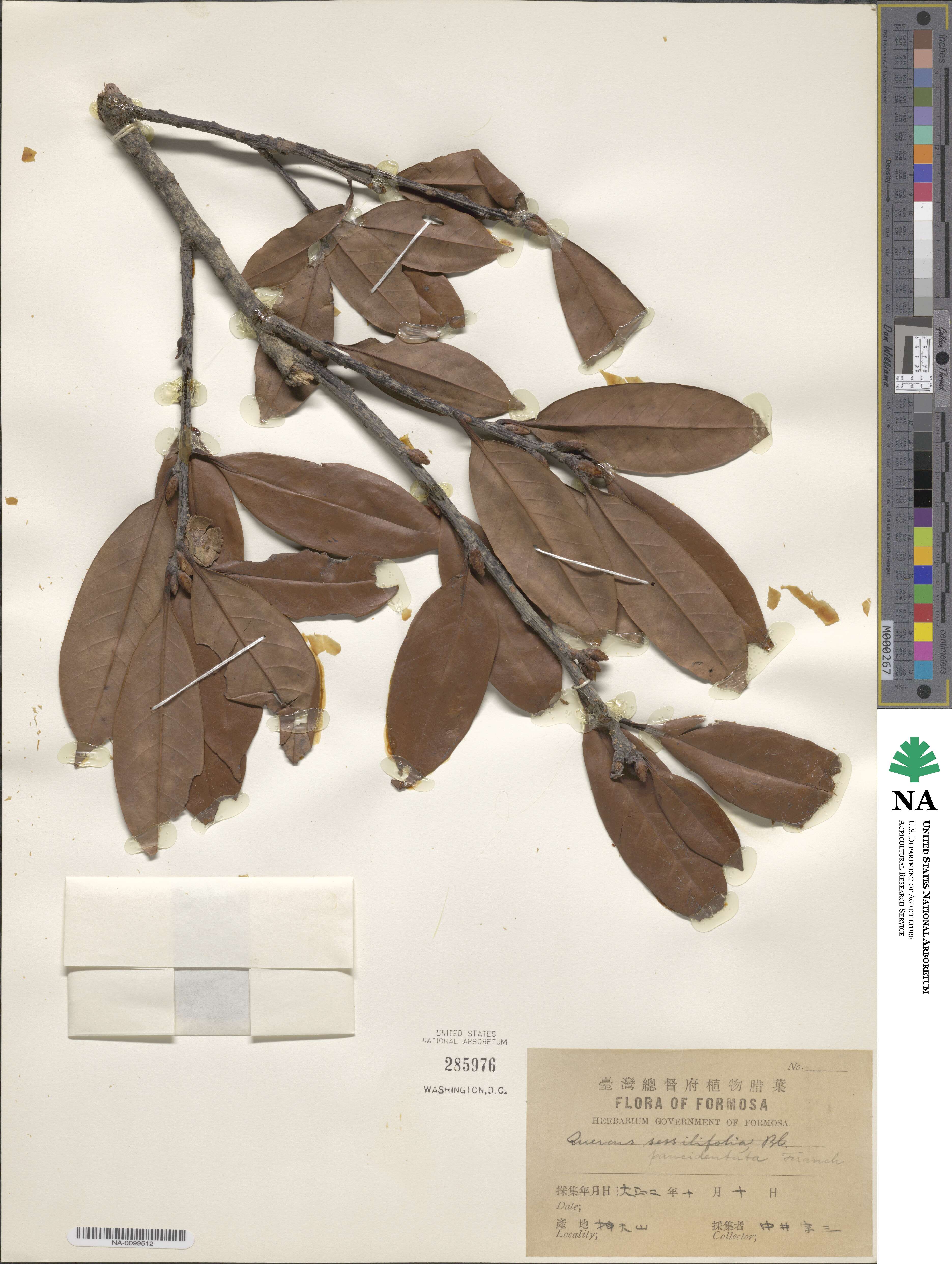 Quercus sessilifolia image