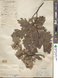 Quercus robur image