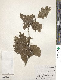 Quercus petraea subsp. polycarpa image