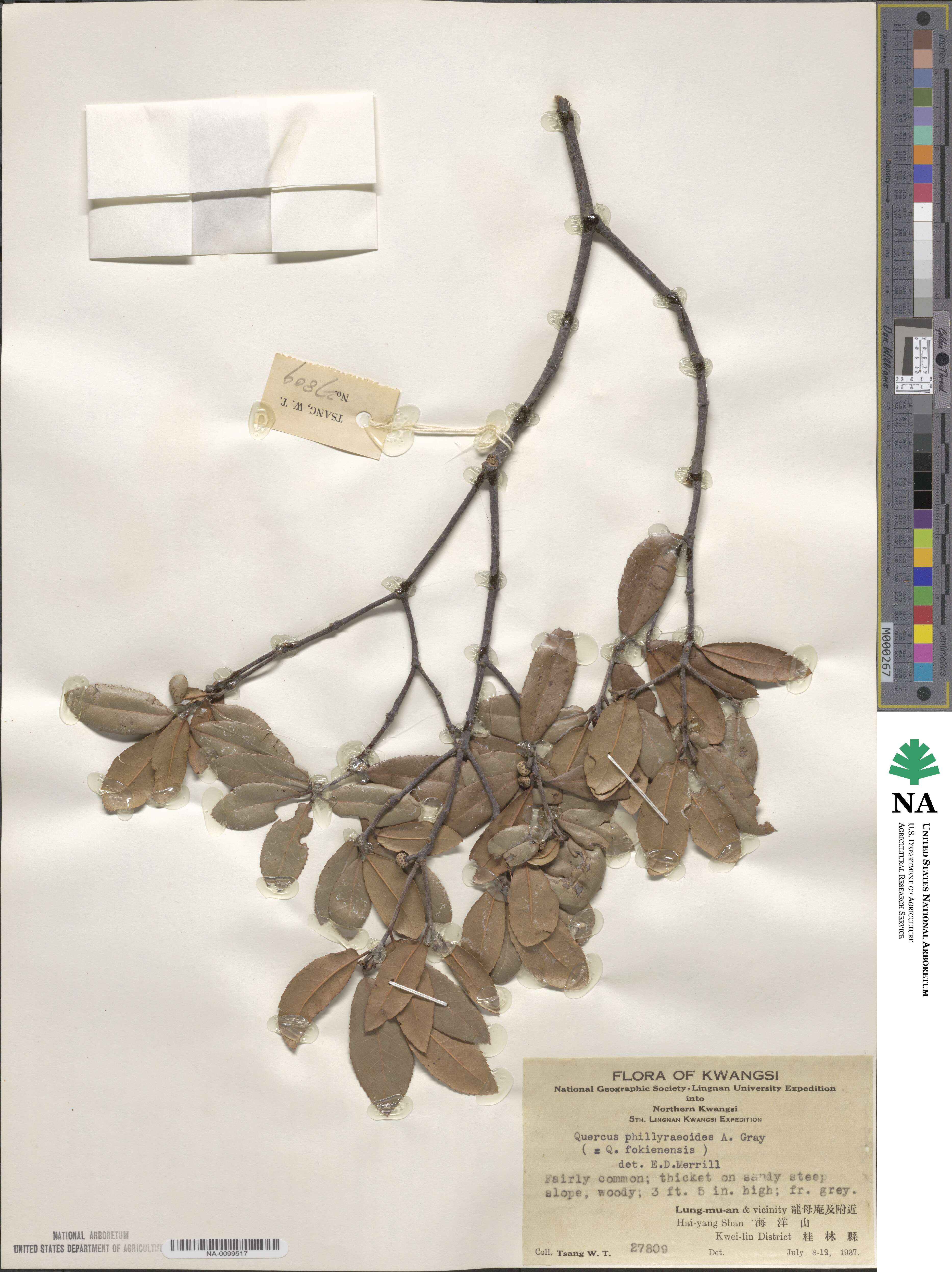 Quercus phillyreoides image