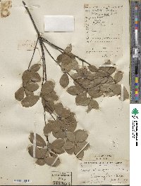 Quercus phillyreoides image