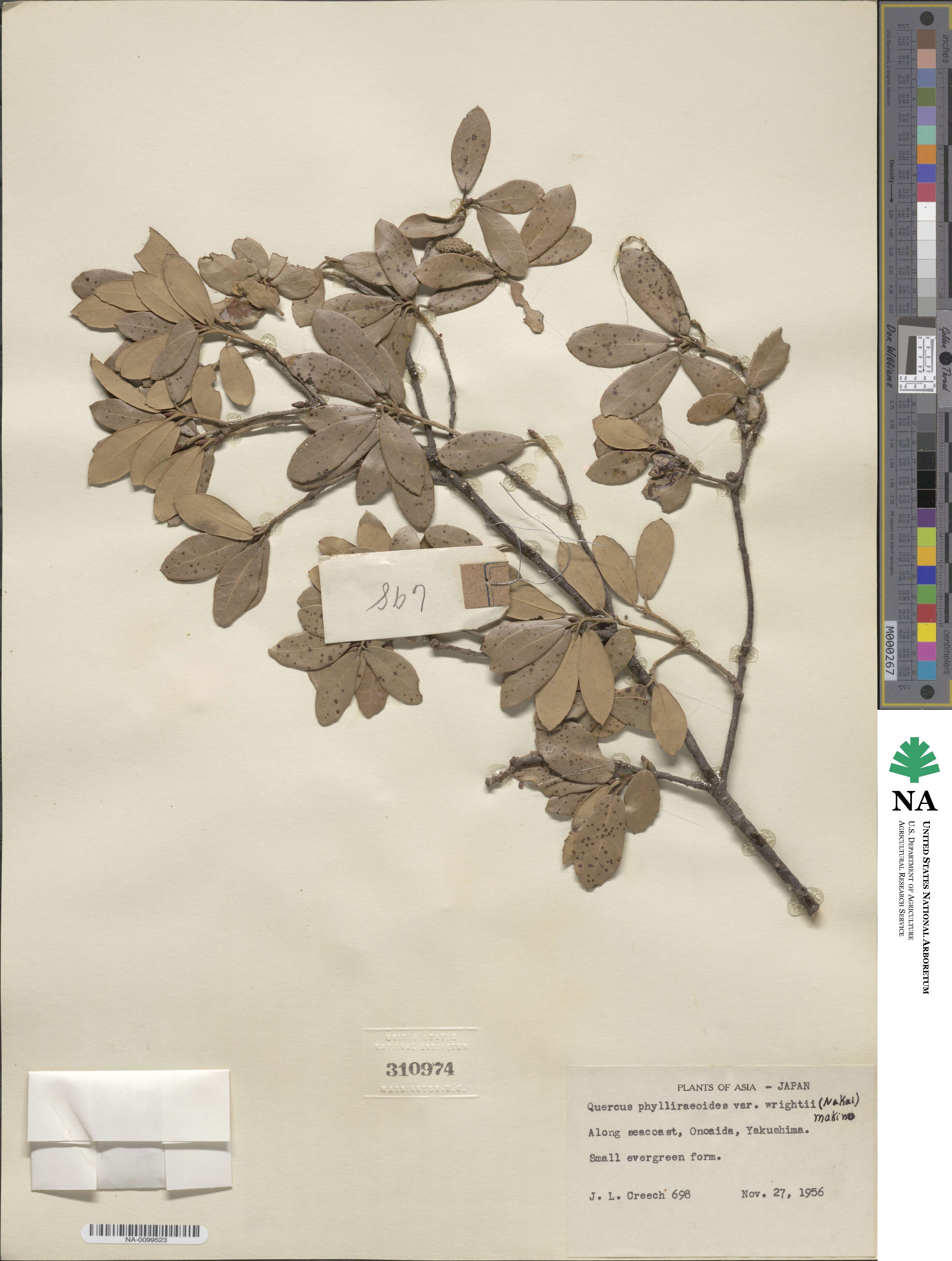 Quercus phillyreoides image