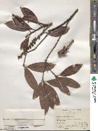 Lithocarpus polystachyus image