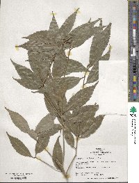 Quercus salicina image