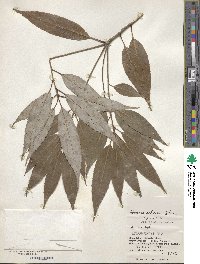 Quercus salicina image