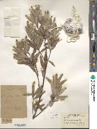 Quercus salicina image