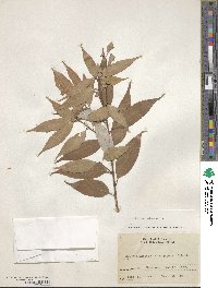 Quercus salicina image