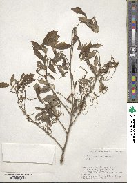 Quercus serrata image