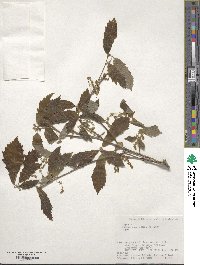 Quercus serrata image