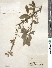 Quercus serrata image