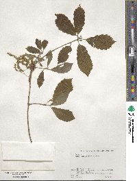 Quercus serrata image