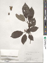 Quercus serrata image