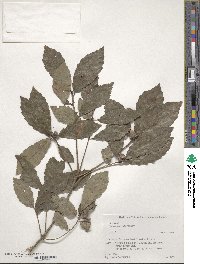 Quercus serrata image