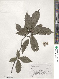 Quercus serrata image