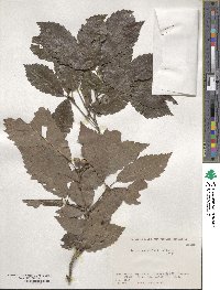 Quercus serrata image