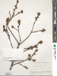 Quercus serrata image