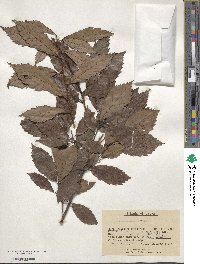 Quercus serrata image