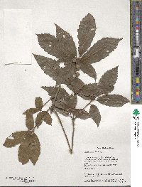 Quercus serrata image