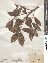 Quercus serrata image