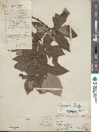 Quercus serrata image