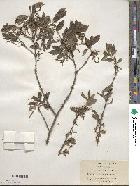 Quercus serrata image