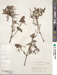 Quercus serrata image