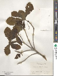 Quercus serrata image