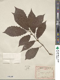 Quercus serrata image