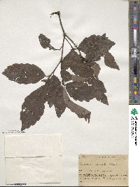 Quercus serrata image