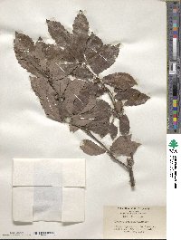 Quercus serrata image