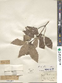 Quercus serrata image