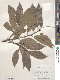 Quercus serrata image