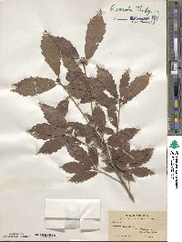 Quercus serrata image