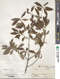 Quercus serrata image