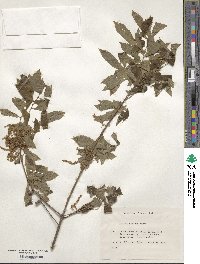 Quercus serrata image